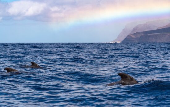 canary islands whale watching