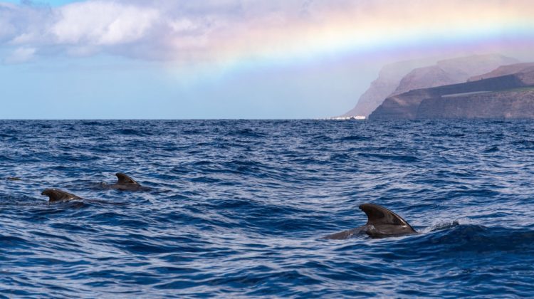 canary islands whale watching