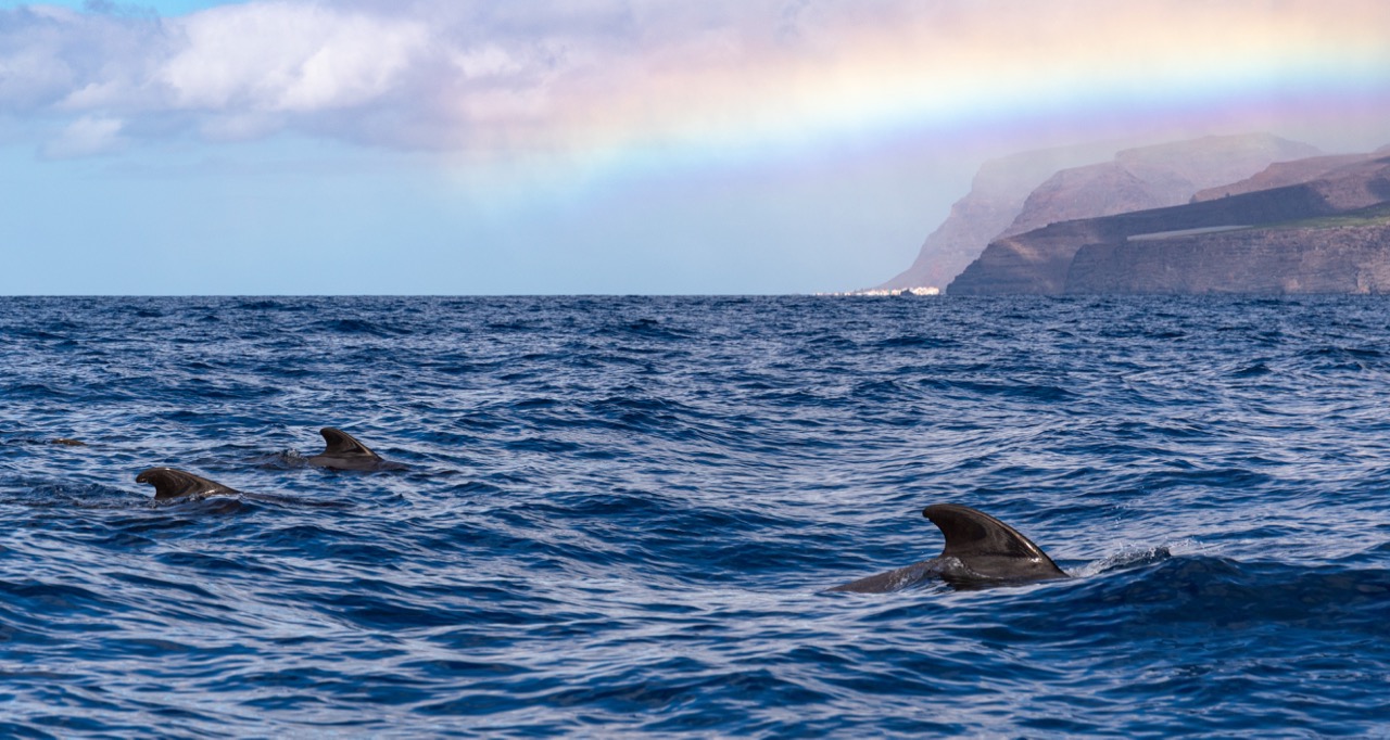 canary islands whale watching