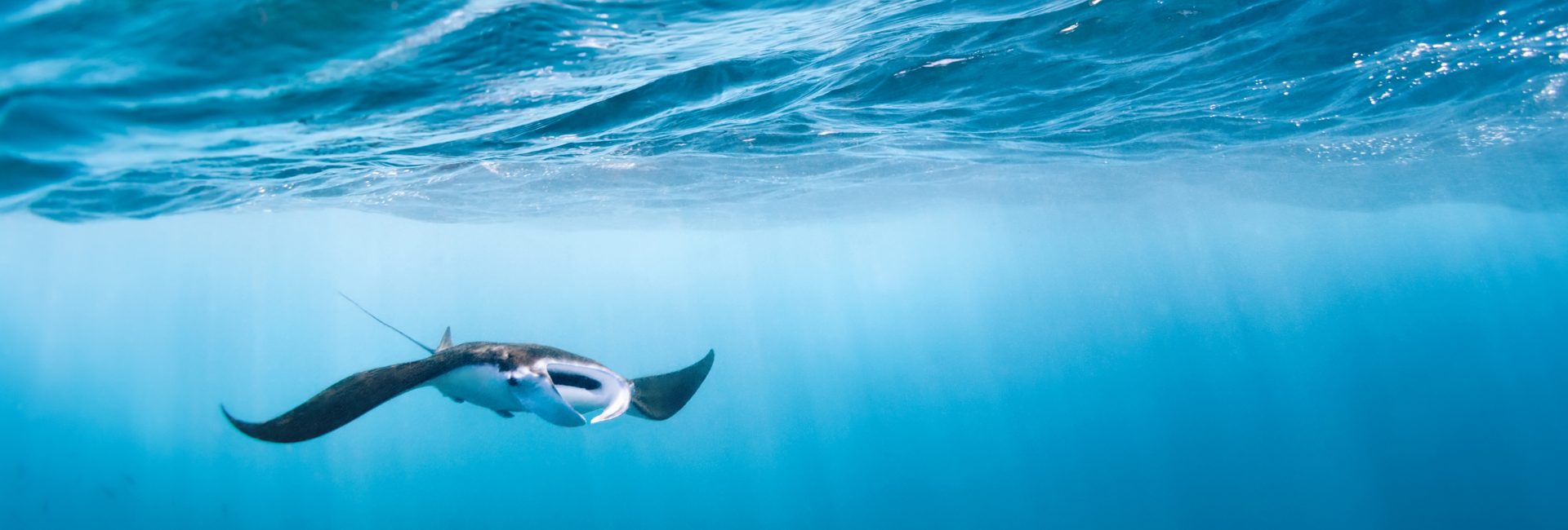 You Can Help a Lot of People by Going Diving