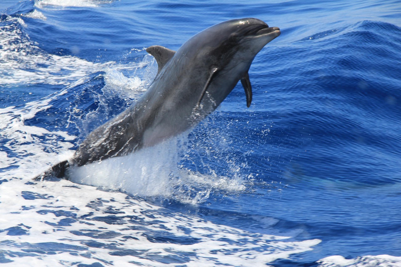 canary islands bottlenose dolphin