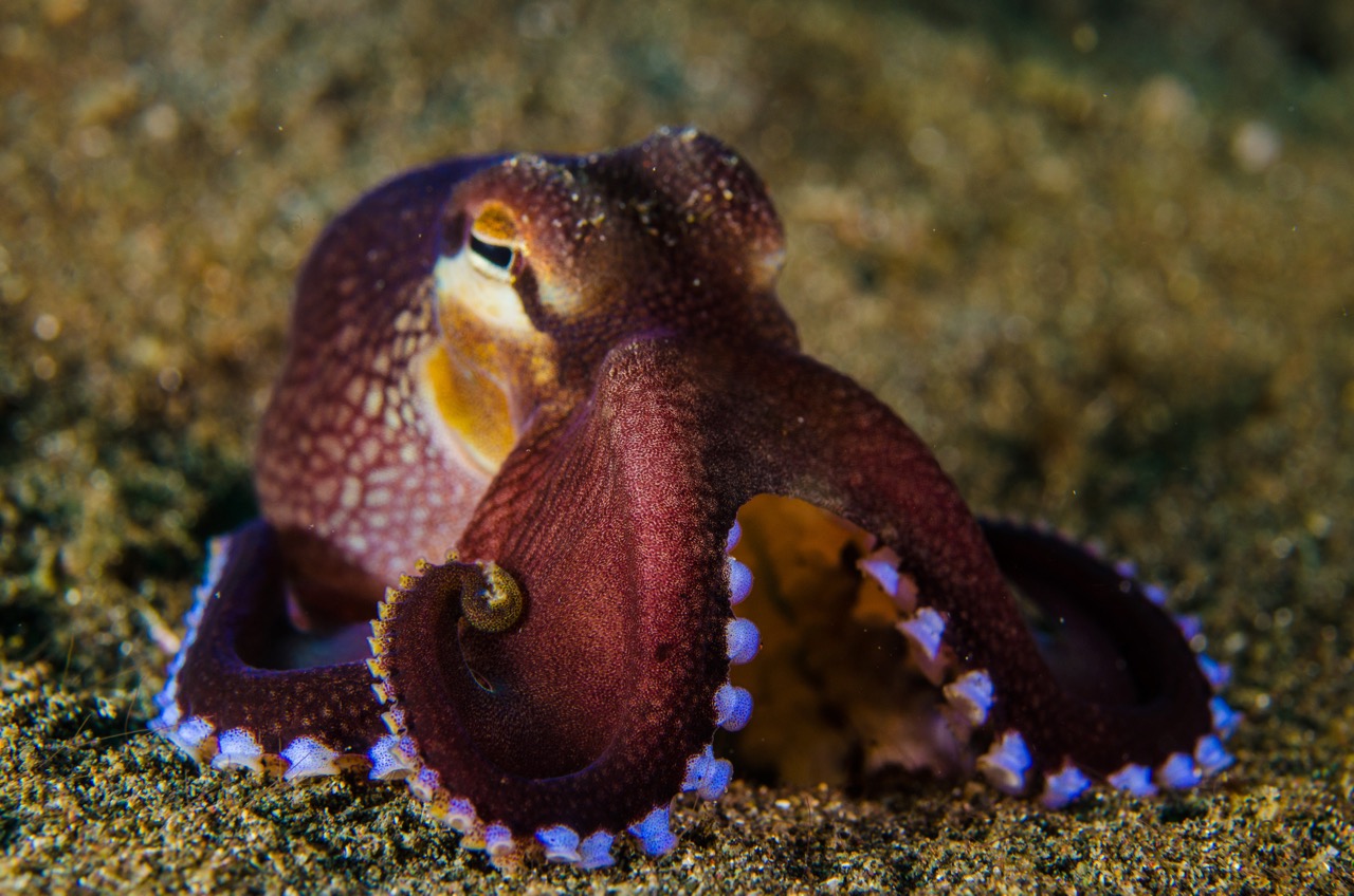 An octopus in Lembeh Strait, which is one of the best scuba diving destinations in Indonesia for seeing macro life in August