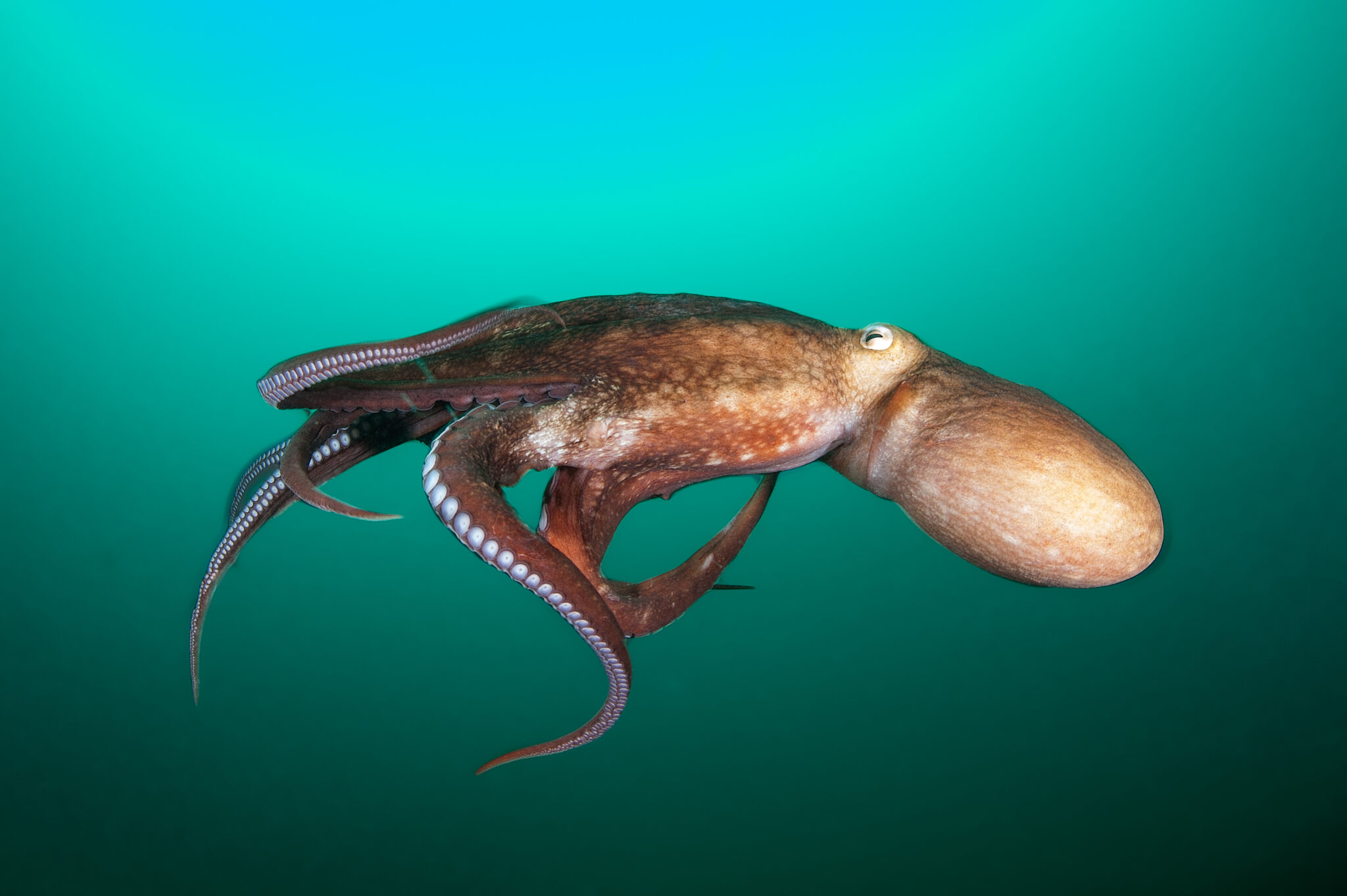 A giant Pacific free swimming near the surface of the ocean, showing the suckers on its eight arms