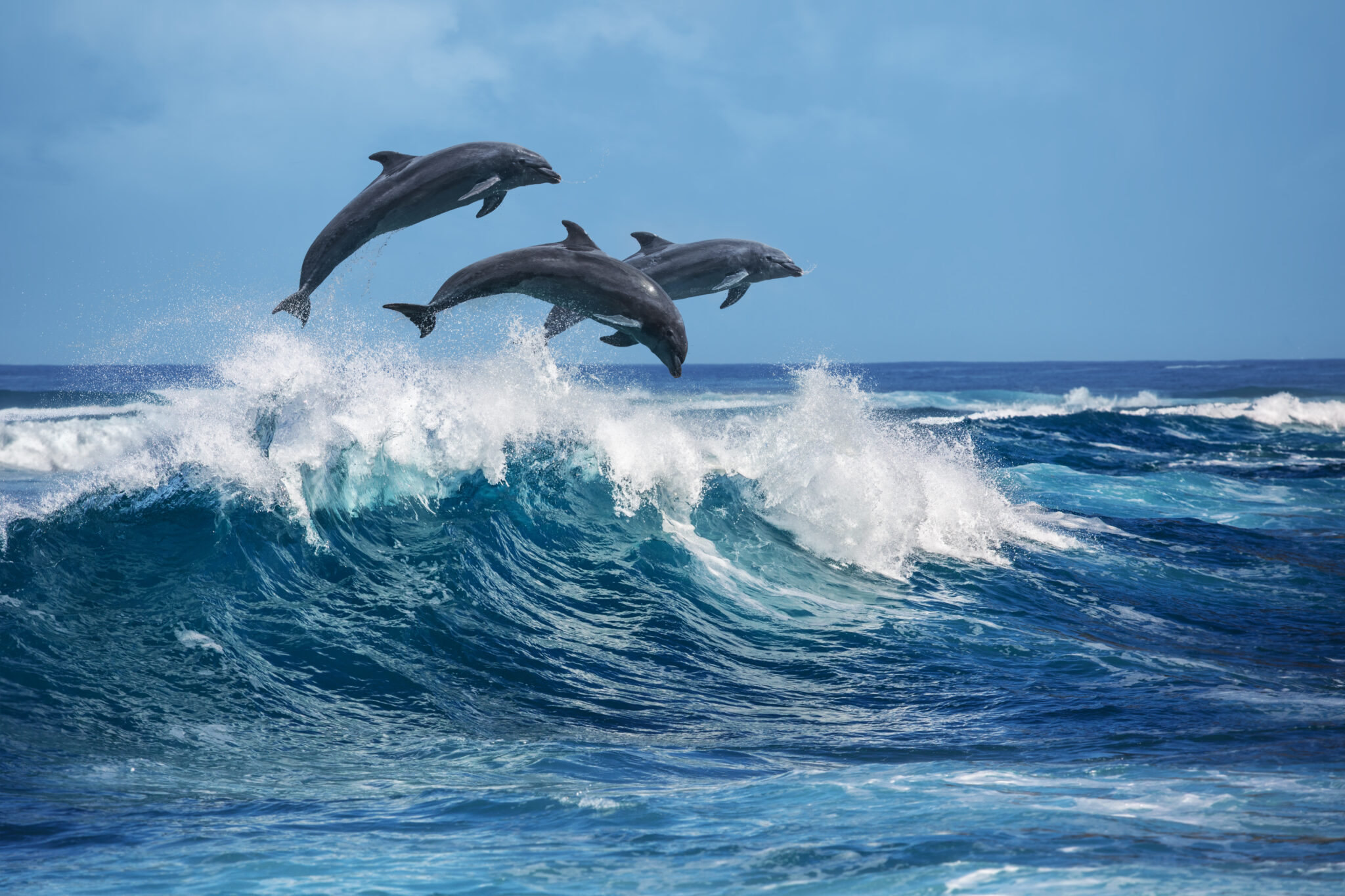 dolphins which marine animal are you