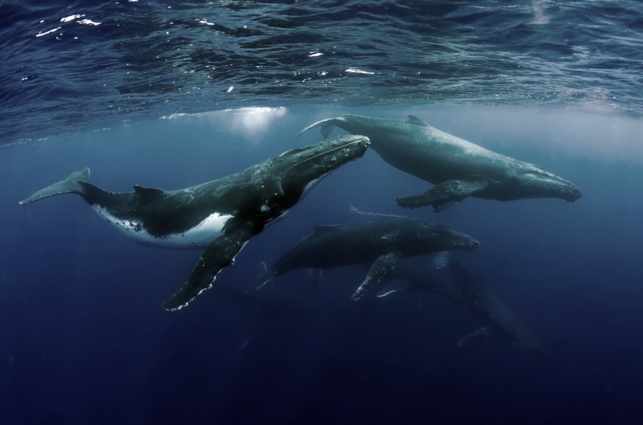 whales in tonga marine life quiz