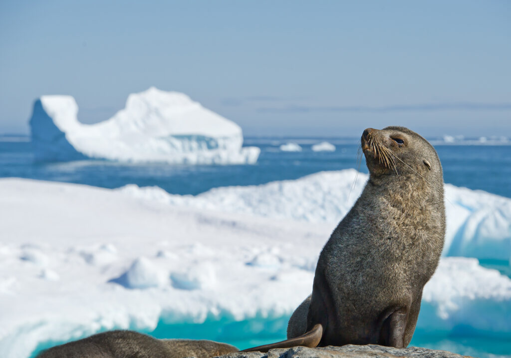 cold water marine life antarctic fur seal
