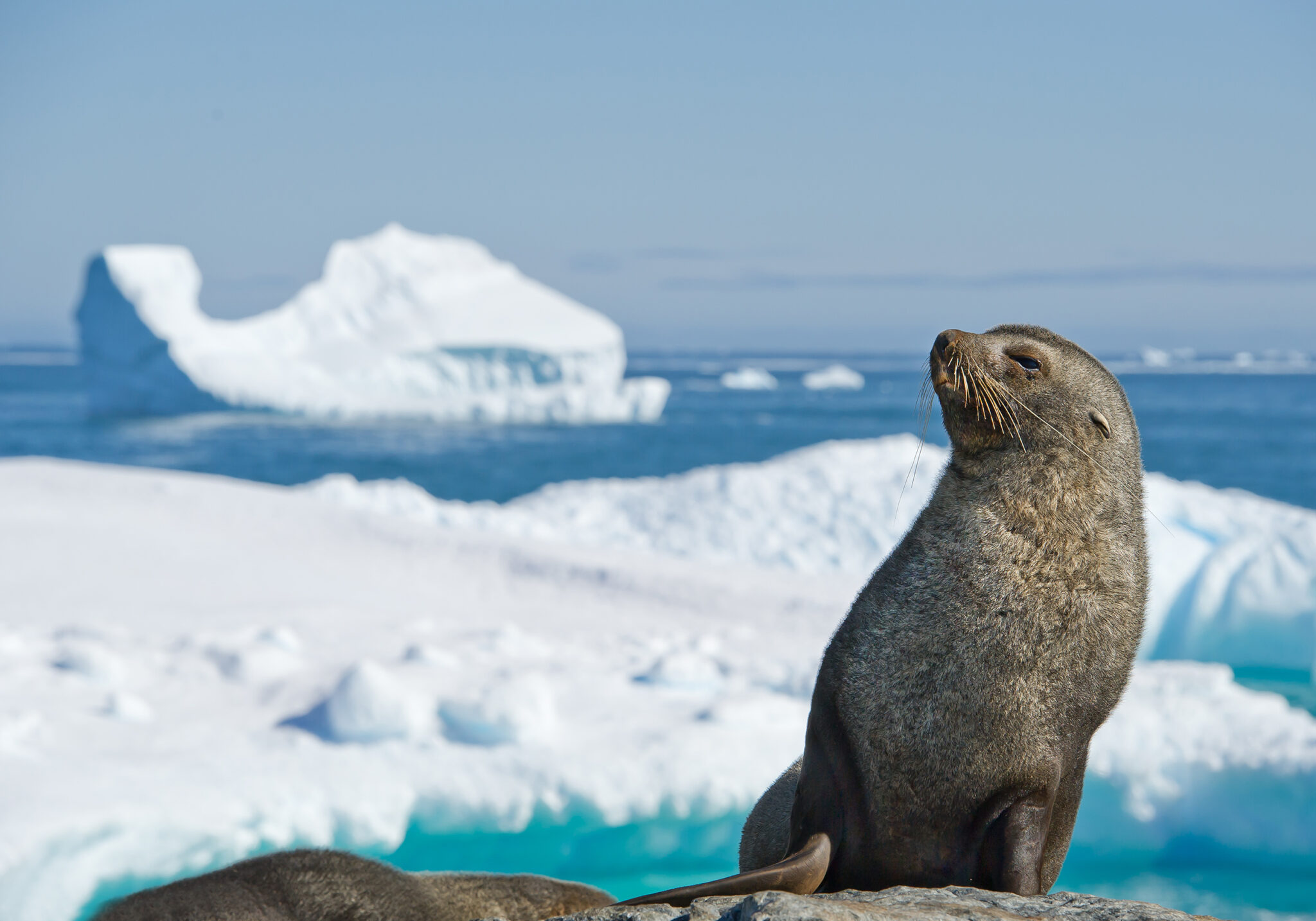 Una foca da pelliccia seduta in cima al ghiaccio nel freddo Antartide, una delle destinazioni più impegnative ma gratificanti per l'apnea.