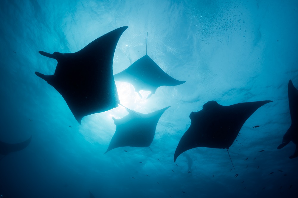 Shadows of manta rays swimming
