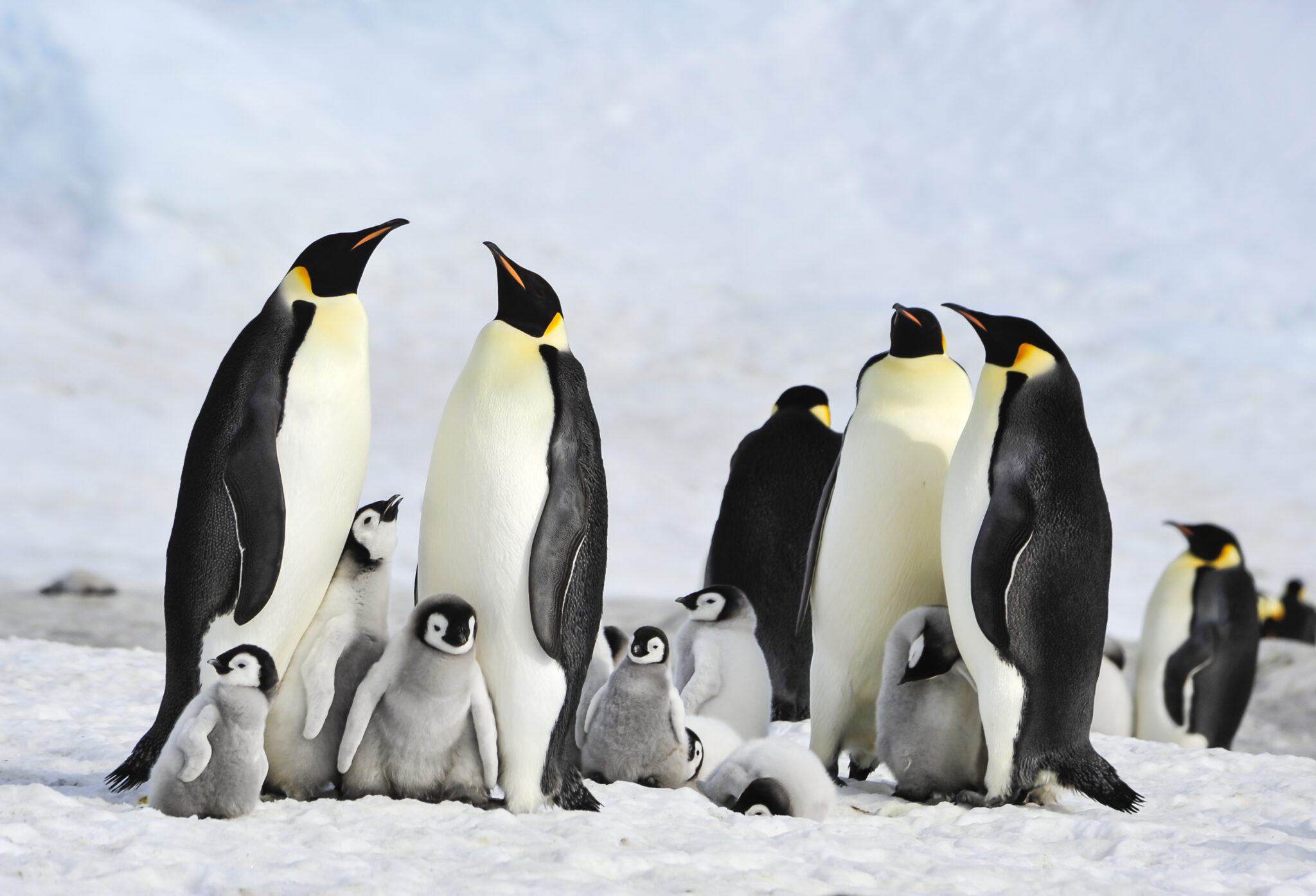 cold water marine life emperor penguins