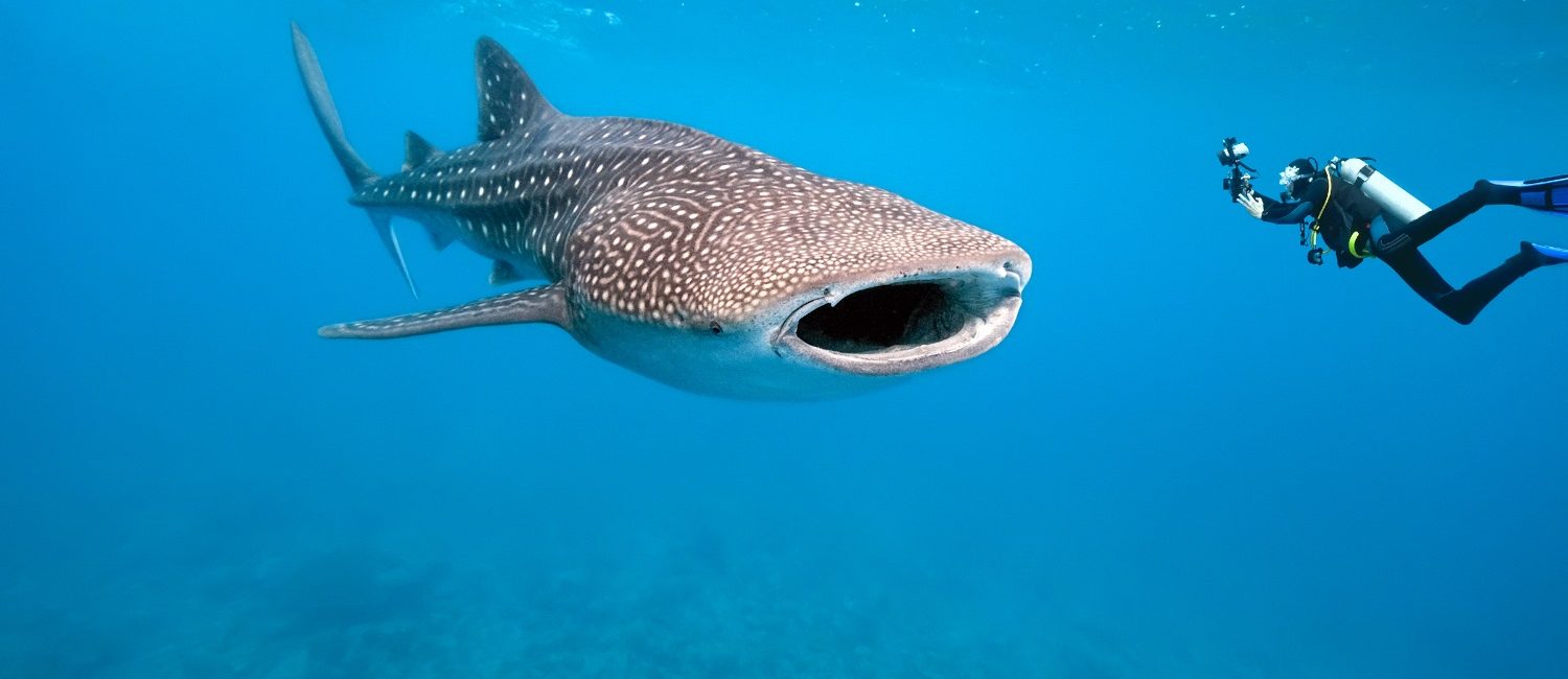 Saving The Ocean with Underwater Photography