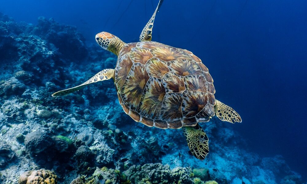 Victoires positives en préservation marine dans le monde