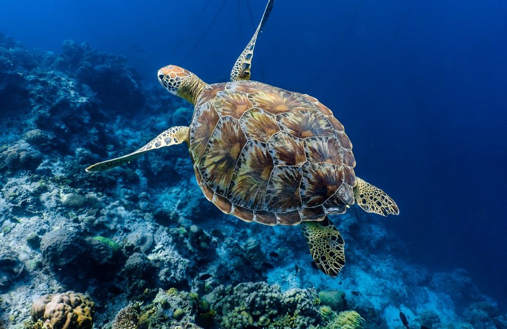La protezione marina conquista il mondo