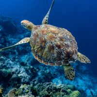 green sea turtle (Chelonia mydas)