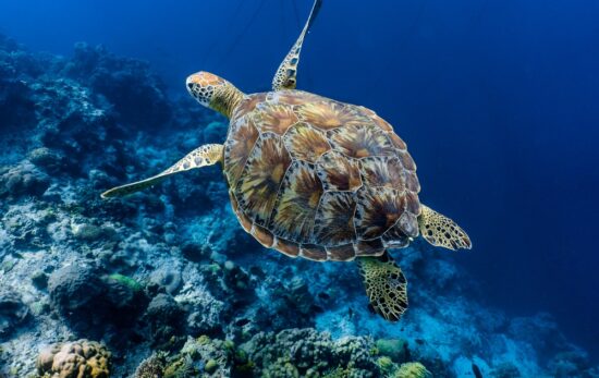 green sea turtle (Chelonia mydas)