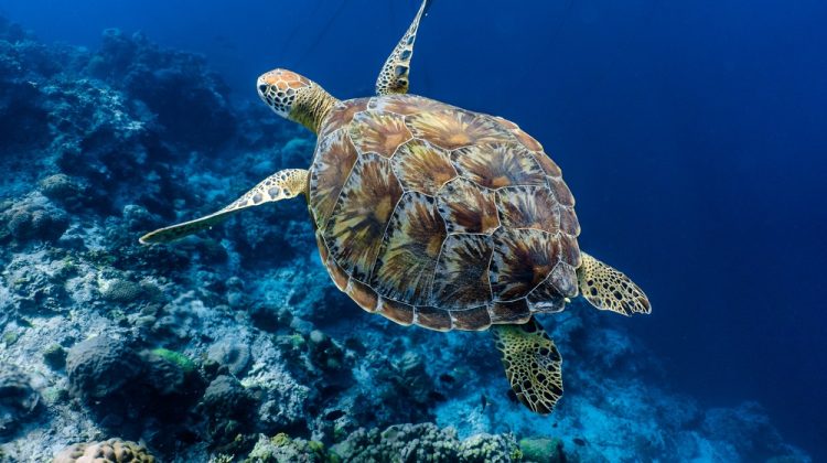 green sea turtle (Chelonia mydas)