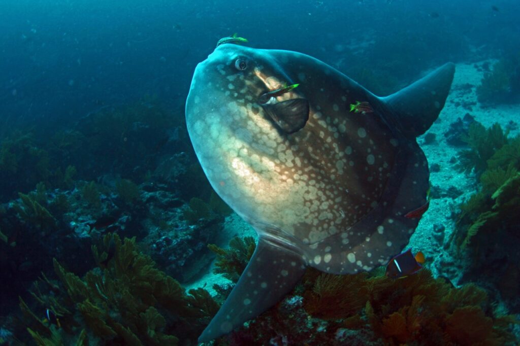 How Not to See a Mola Mola in Bali