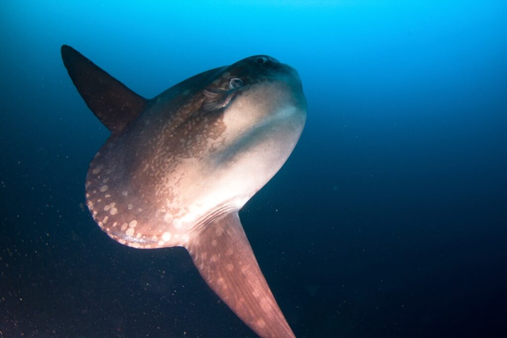 How Not to See a Mola Mola in Bali