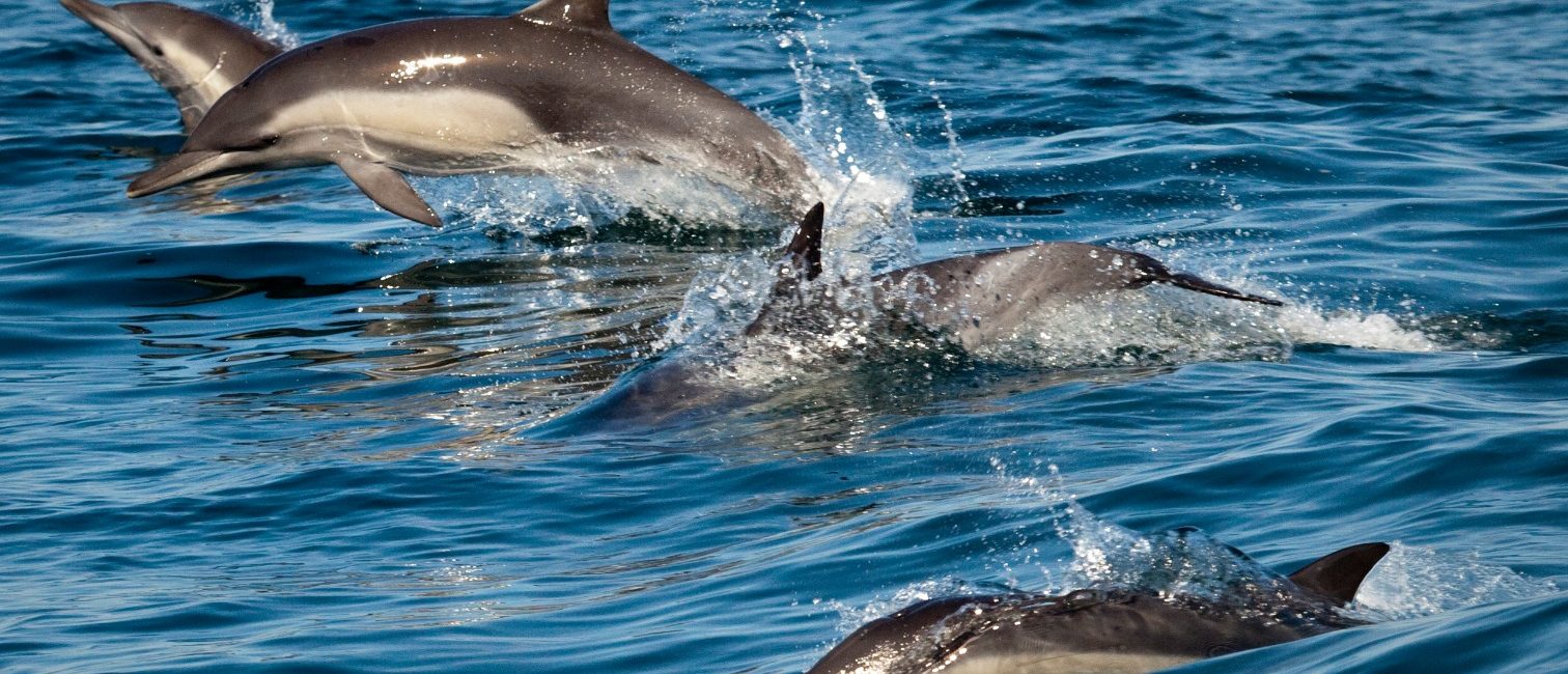 Types of Dolphins and Where to See Them