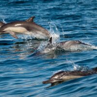 Photo Credit: Chad King / NOAA MBNMS