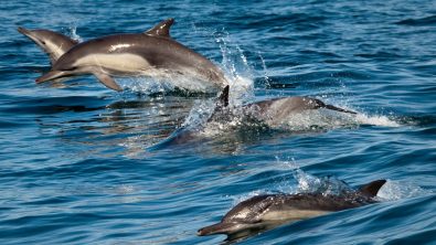 Photo Credit: Chad King / NOAA MBNMS
