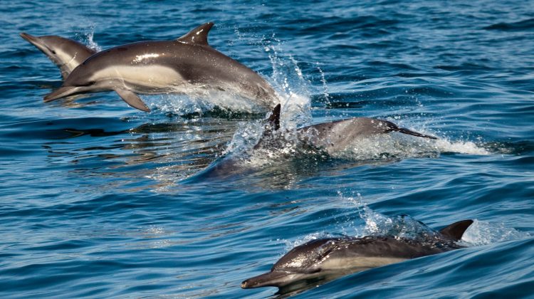Photo Credit: Chad King / NOAA MBNMS