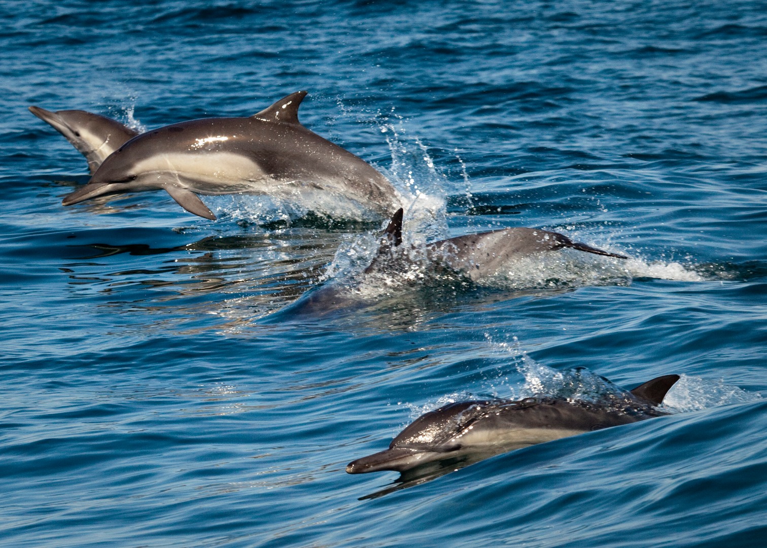 Photo Credit: Chad King / NOAA MBNMS