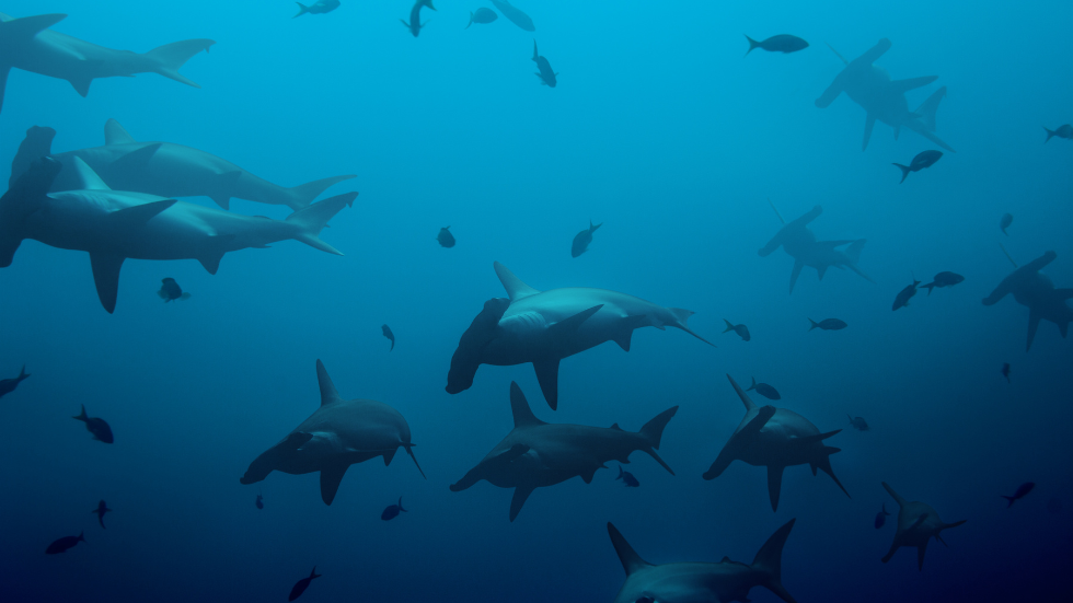 Dive Malpelo Island - The Shark Diving Capital of the World