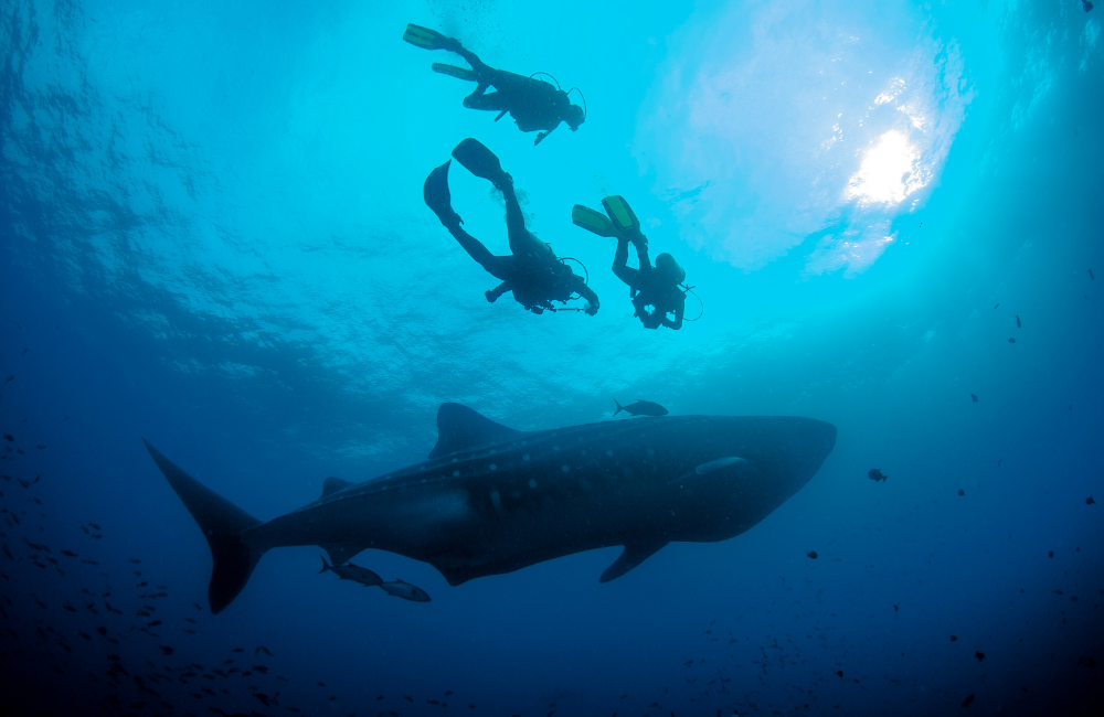 The Top 14 Best Dive Sites in the Galapagos
