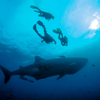 Scuba divers spot whale shark in the Galapagos.