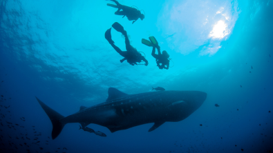 Scuba divers spot whale shark in the Galapagos.