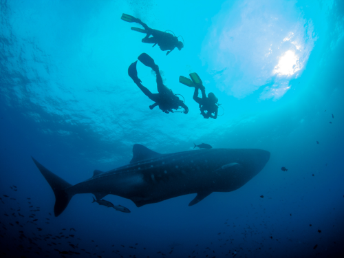 Scuba divers spot whale shark in the Galapagos.