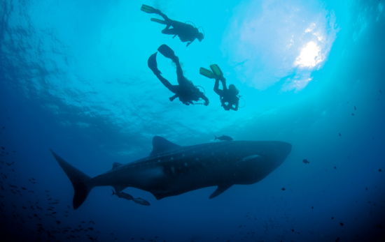 Scuba divers spot whale shark in the Galapagos.