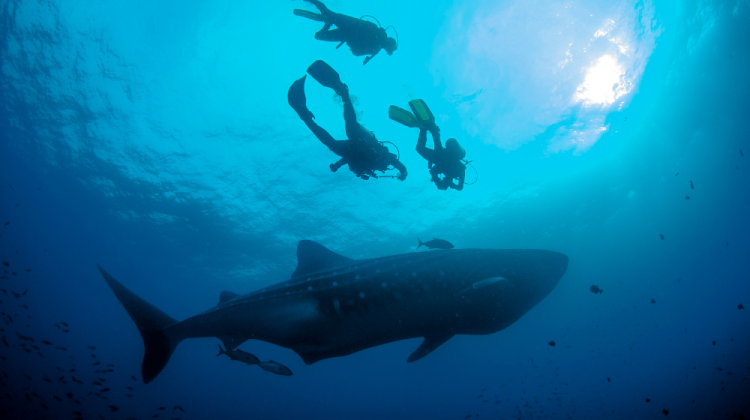 Scuba divers spot whale shark in the Galapagos.