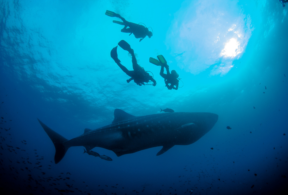Scuba divers spot whale shark in the Galapagos.