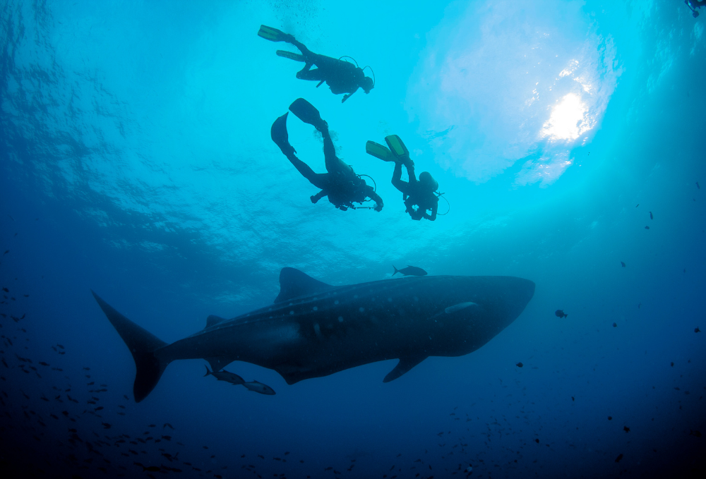 The Best Gifts for Scuba Divers & Ocean Lovers