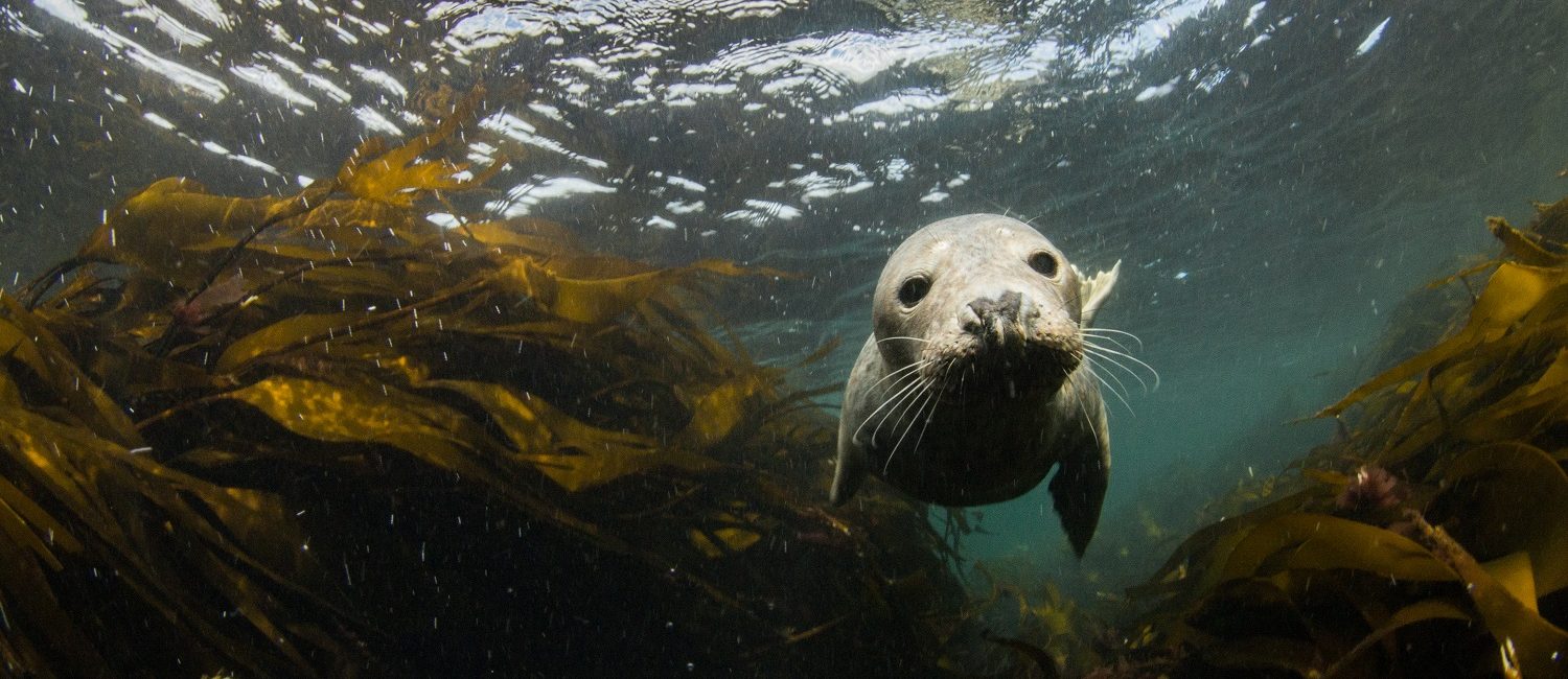 Unveiling the UK’s Underwater Magic: Saltwater Britain’s Ocean Adventures with Impact