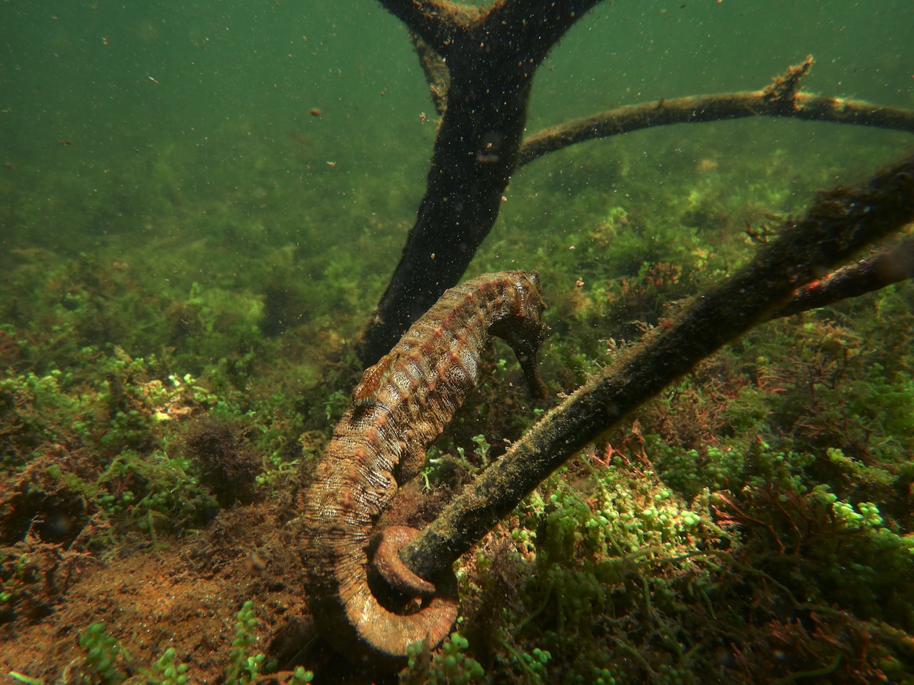 Seahorse resting on the seabed in the Pacific Ocean, Isabela Island, Galapagos Islands, Ecuador.