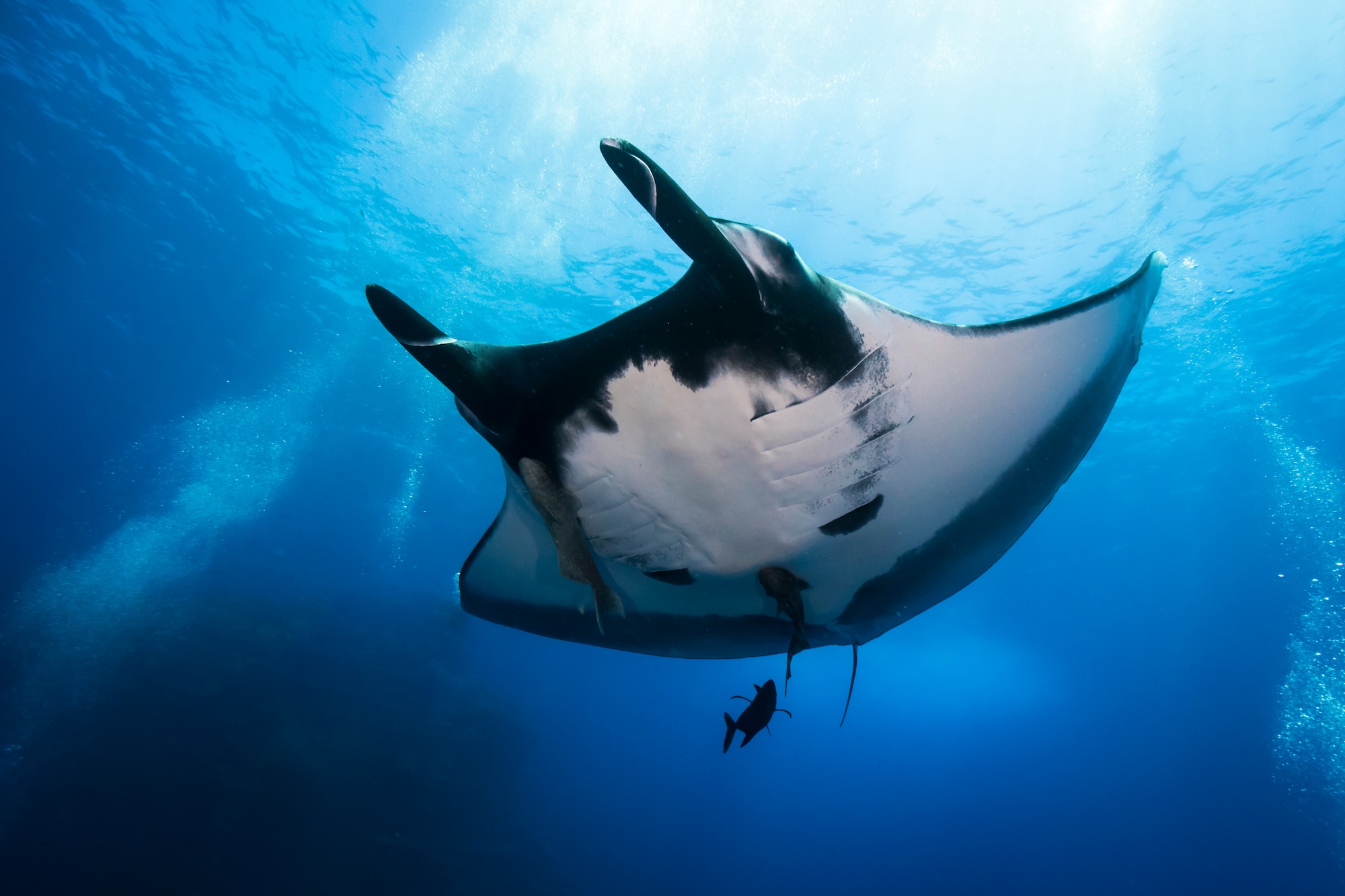 A diver and manta ray in Socorro manta ray socorro