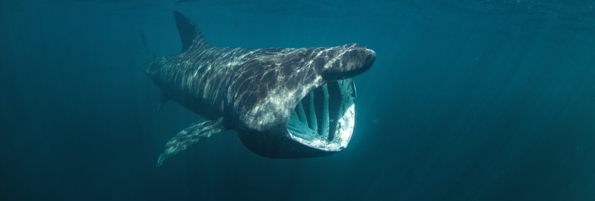 The Top 5 Destinations for Natural Shark Encounters