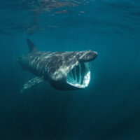 basking shark