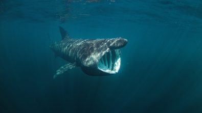 basking shark