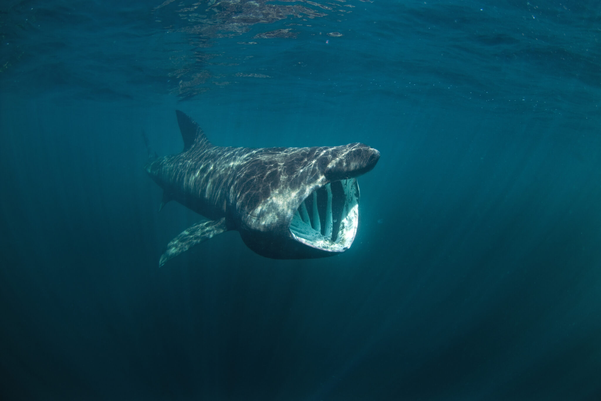 A giant basking shark swimming with its mouth open in Scotland, which is one of the best places to see this species in the UK