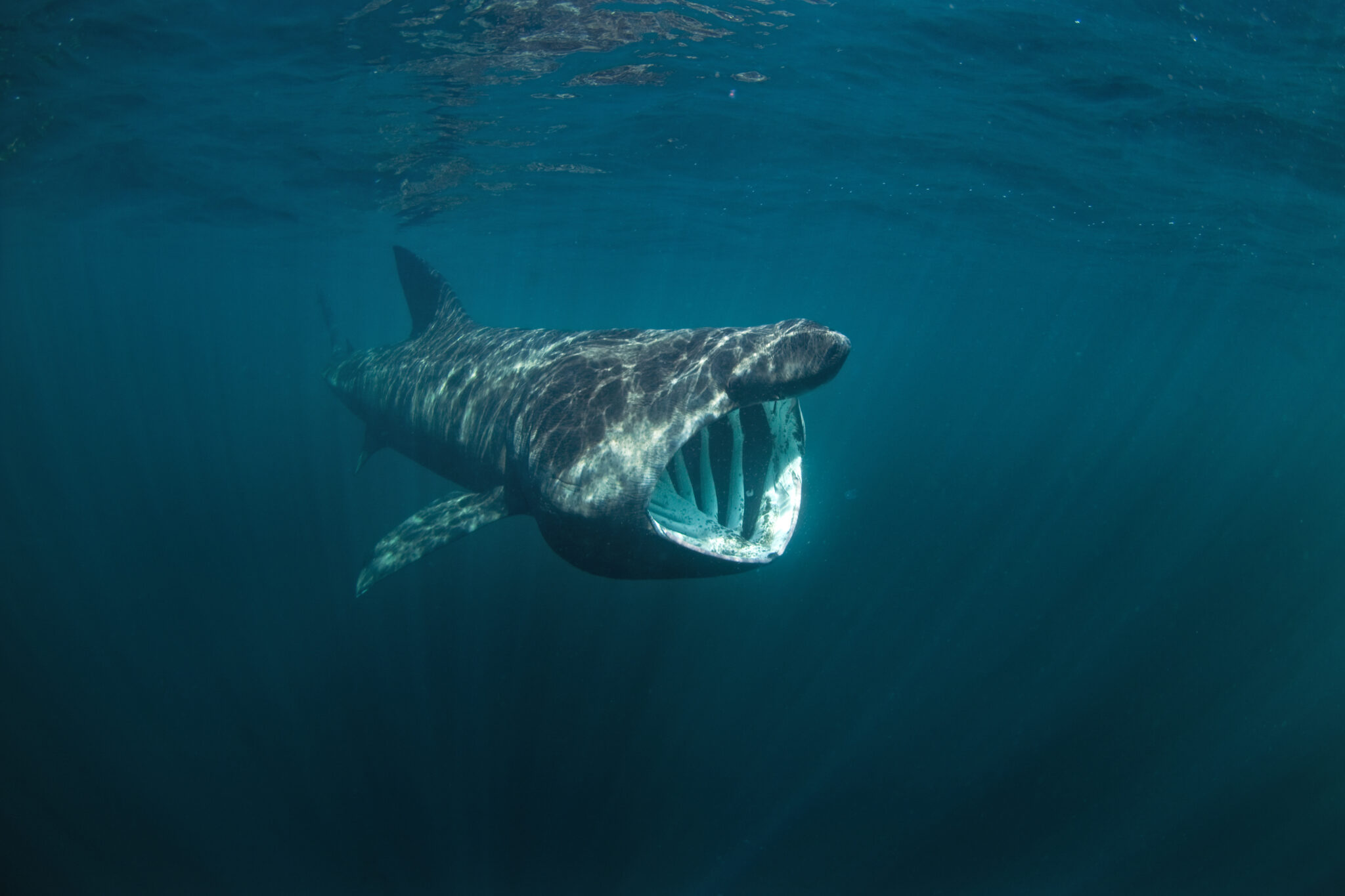 basking shark