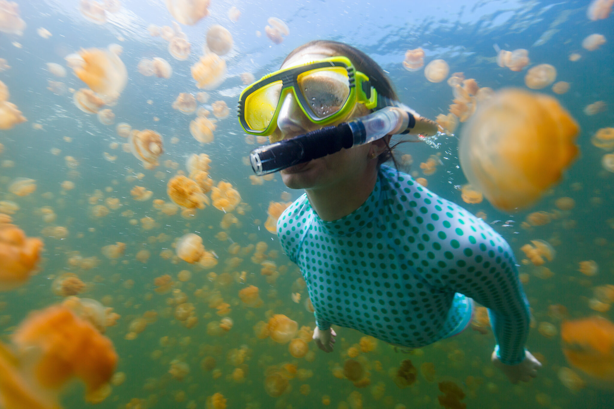 A snorkeler freedives amongst golden jellyfish