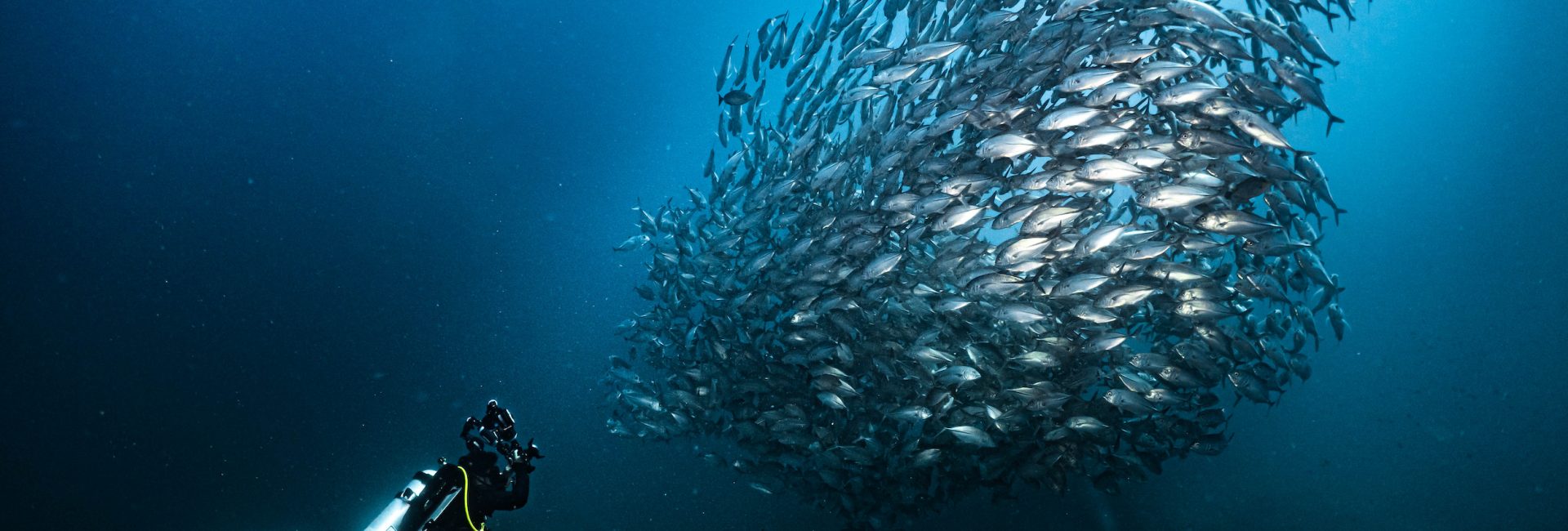 The Most Interesting Names for Groups of Marine Life