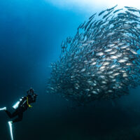 School-of-Fish