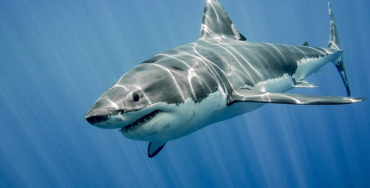 The Best Liveaboards in Guadalupe
