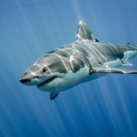 guadalupe great white shark mexico