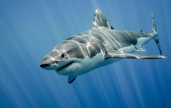 guadalupe great white shark mexico