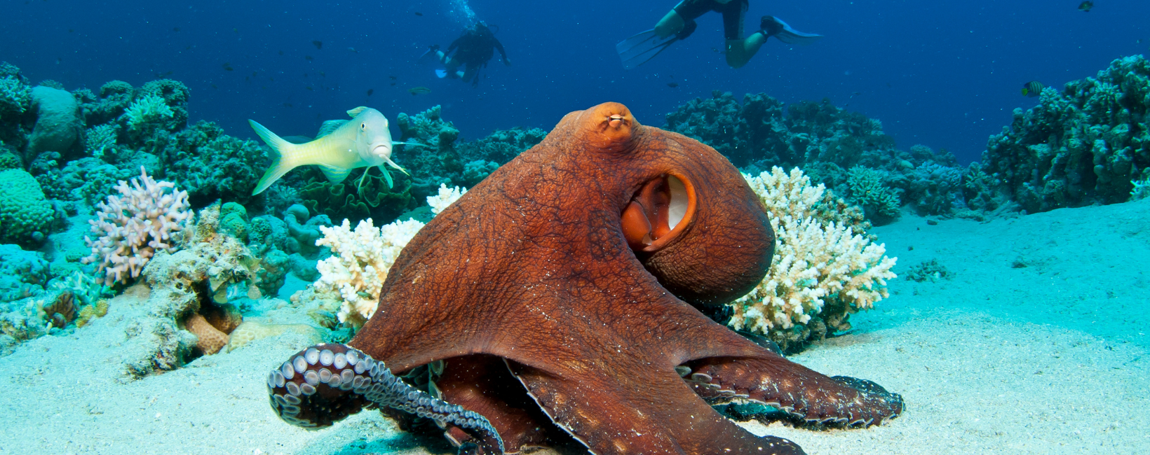 The 8 Best Destinations for Diving with 8 Different Species of Octopus